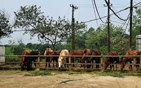Công tác giảm nghèo ở Khánh Hòa: Những kết quả ấn tượng