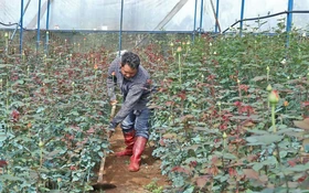 Lâm Đồng: Mô hình trồng hoa hồng công nghệ cao giúp đồng bào K’Ho thoát nghèo