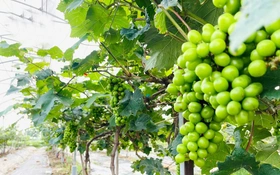 Nông nghiệp số, nông thôn xanh - bước tiến mới trong phát triển bền vững của Bắc Ninh