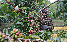 Bảo hộ chỉ dẫn địa lý “Lâm Đồng” cho sản phẩm cà phê