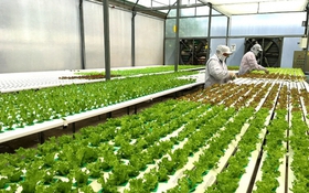 Ứng dụng công nghệ số, hướng tới nông thôn mới thông minh