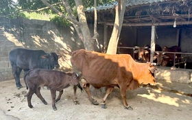 Ứng dụng tiến bộ khoa học và công nghệ phát triển chăn nuôi bò thịt cao sản