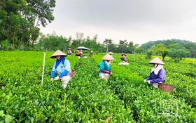 Từ thách thức đến hành động: Quyết tâm giảm nghèo bền vững ở Thái Nguyên