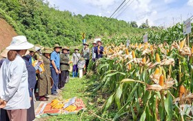Chuyển đổi số trong giảm nghèo - Những tín hiệu vui