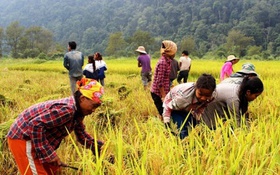 Đẩy mạnh cơ giới hóa nông nghiệp – Hướng tới sản xuất lúa hàng hóa bền vững