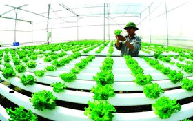 Nông dân tham gia chuyển đổi số