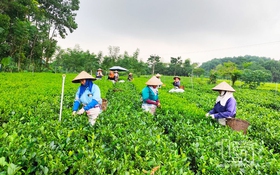 Chuyển đổi số: Hành trình thay đổi của phụ nữ nông thôn