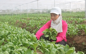 Khi hợp tác xã trở thành động lực giảm nghèo ở Hưng Yên