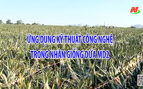 Ứng dụng kỹ thuật công nghệ trong nhân giống dứa MD2