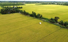 Ứng dụng khoa học, hình thành chuỗi liên kết vùng nông nghiệp