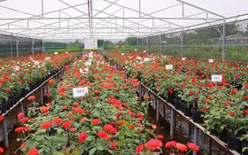 Hành trình hồi sinh giống hoa hồng Lửa Sa Đéc