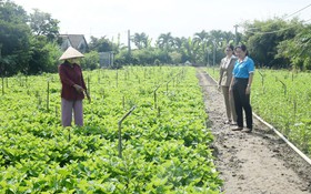 Phụ nữ Đồng Tháp phát huy vai trò trong kinh tế tập thể, góp phần giảm nghèo bền vững