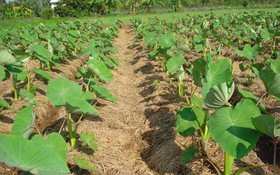 Mỹ An Hưng xây dựng mô hình giảm nghèo bền vững