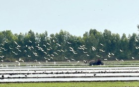 Phát triển sinh kế xanh, hướng đến giảm nghèo bền vững