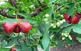 Giống mận hồng MST mở đường cho mục tiêu giảm nghèo bền vững