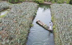 Cây dứa trở thành cây xoá nghèo của nông dân Đồng Tháp