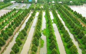 Đồng Tháp vươn lên làm giàu từ sức dân, ý chí và tri thức xanh