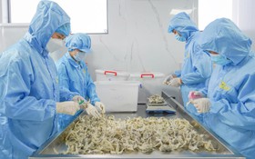 Phát triển nghề nuôi yến, hướng đi mới trong giảm nghèo bền vững ở Đồng Tháp