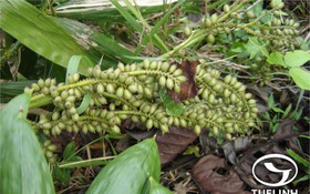 Thông tin kết quả thực hiện nhiệm vụ KH&CN cấp Quốc gia