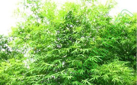 Thông tin kết quả thực hiện nhiệm vụ KH&CN cấp Quốc gia