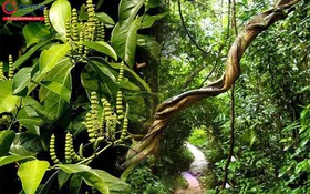 Thông tin nghiệm thu đề tài cấp quốc gia thuộc Chương trình 562
