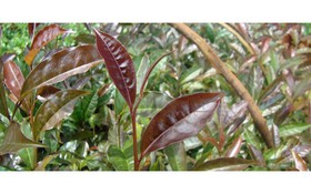 Thông tin kết quả thực hiện nhiệm vụ KH&CN cấp Quốc gia