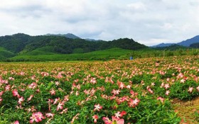 Chuỗi liên kết dược liệu mở lối thoát nghèo cho vùng đất Ba Lòng