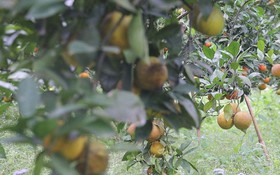 Sơn La phát triển nông nghiệp công nghệ cao, nâng cao đời sống đồng bào các dân tộc