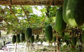 Thông tin kết quả thực hiện nhiệm vụ KH&CN cấp quốc gia