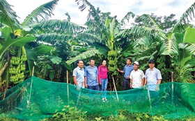 Chuối lùn bản địa giúp người dân vùng cao Tà Rụt xóa nghèo