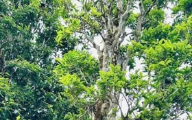 Từ rừng chè cổ thụ đến thương hiệu OCOP 3 sao, mở đường giảm nghèo bền vững