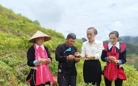 Phát triển sản xuất, cải thiện dinh dưỡng: Một trong những trụ cột trong giảm nghèo đa chiều