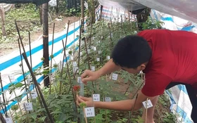 Lai Châu thúc đẩy phát triển cây dược liệu gắn với giảm nghèo bền vững