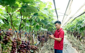 Những mô hình thanh niên Sơn La thoát nghèo, làm giàu từ nông nghiệp công nghệ cao