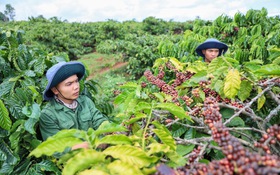 Cà phê Lâm Đồng được bảo hộ chỉ dẫn địa lý, khẳng định vị thế nông sản chủ lực