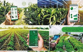 Hợp tác xã điện tử: Bước tiến quan trọng giúp kinh tế tập thể chuyển đổi số và thúc đẩy giảm nghèo bền vững