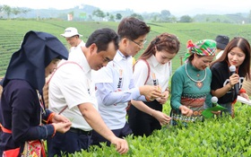 Trà Thái Nguyên – Khi di sản bước ra thế giới