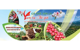 Kết nối để nâng tầm thương hiệu Arabica Sơn La
