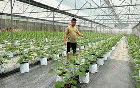 Tuyên Quang: Vươn lên từ nông nghiệp thông minh, giảm nghèo đồng bộ