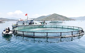 Tập trung thực hiện Đề án thí điểm phát triển nuôi biển công nghệ cao