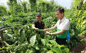 Đắk Lắk đẩy mạnh ứng dụng khoa học, công nghệ và đổi mới sáng tạo trong nông nghiệp