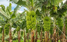 Cơ giới hóa canh tác chuối quy mô tập trung: Giảm lao động, giảm chi phí, tăng hiệu quả kinh tế
