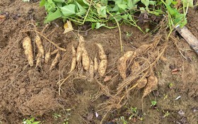 Phát huy giá trị khoai lang bản địa thích ứng với biến đổi khí hậu