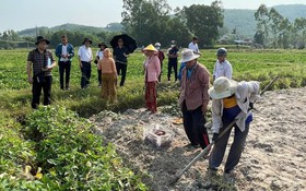 Tuyển chọn thành công 5 giống khoai lang bản địa ưu tú