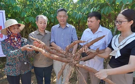 Sắn ruột vàng Phú Thọ cho giá trị gia tăng và phát triển bền vững