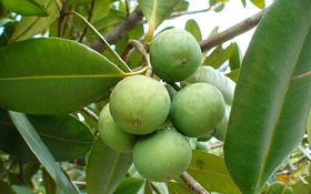 Khai thác và phát triển nguồn gen cây Mù u: Hướng đi mới cho vùng Nam Bộ