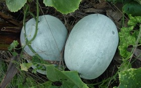 Khai thác và Phát triển Nguồn Gen Bí Nếp và Bí Thơm Sơn La