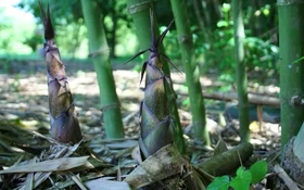 Mở hướng mới cho rừng măng bói ở Tây Bắc