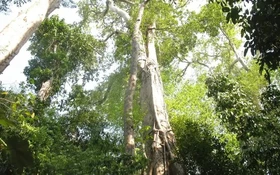 Phát huy giá trị nguồn gen cây Trắc