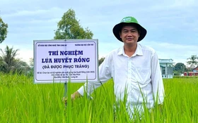 "Hồi sinh" giống lúa huyết rồng quý hiếm